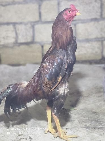 bıldırcın ne kadar: Barter de mumkundur 10 aylig tam saglam becedi almag isteyen tayin — 1