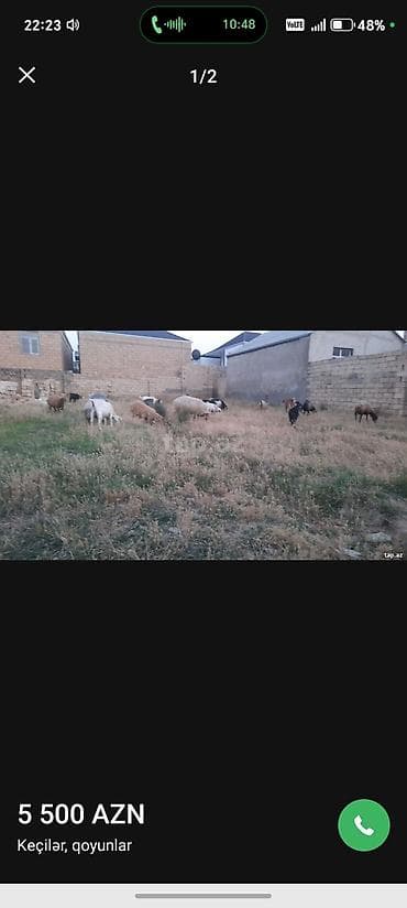 cins keciler: Keçilər və qoyunlar – qarışıq sürü - Sürü tərkibi: müxtəlif rəng və — 1