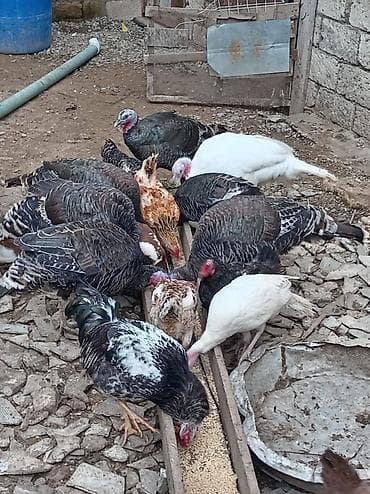 hinduska kanada: Əssalım əleykum əvvəla Allahın salamı olsun hər kəsə 5 ədəd 1 illiyi — 3