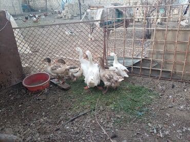 cins heyvanlar: Məhsul: Qaz sürüsü Təsvir: - Şəkillərdə ağ və boz-qəhvəyi rəngli — 2