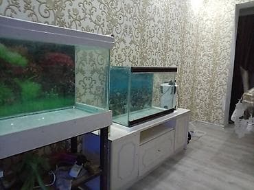 Gəmiricilər: 260 litir. 150 manat 120 litir 60 manat — 2