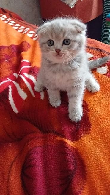 Gəmiricilər: Şotland — 3