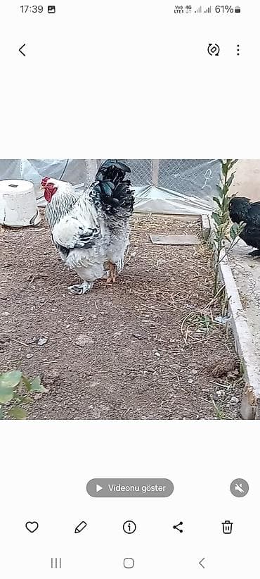 Keçilər, çəpişlər: Toyuq, Brama, Damazlıq — 2