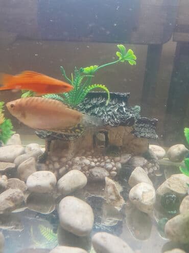 akvarium xırda balığı: Sülhsevər, Pulsuz çatdırılma — 2