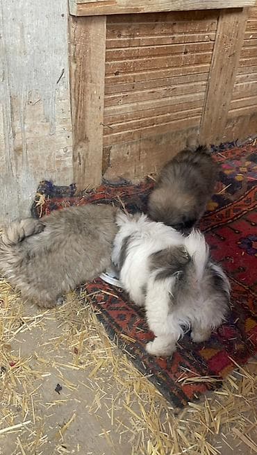 it adlari erkek: Pekines, 2 ay, Erkek — 1