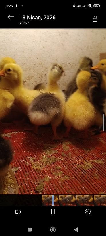 at və eşşəyin cütləşməsi: 8 ededı yarsı 1 heftelık — 1