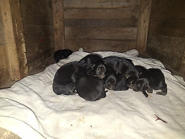 Alman çoban iti, Sənədli