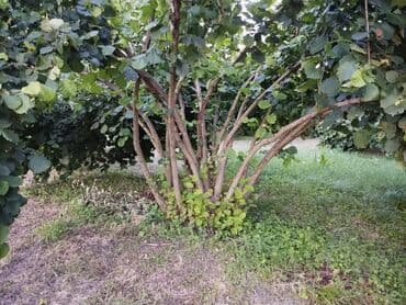 nəsimi rayon: 2000 sot, Kənd təsərrüfatı, Mülkiyyətçi, Kupça (Çıxarış) — 6