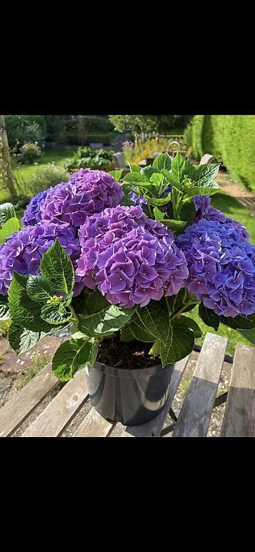 yaz gulləri: Məhsul: Saksıda hortensiya (Hydrangea) - Rənglər: mavi, bənövşəyi — 7