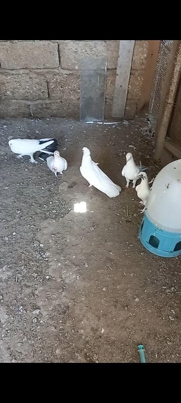 ev qus: Məhsul: Qüvvətli uçuşa və dekorativ görünüşə malik ev göyərçinləri — 2