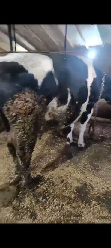 Digər kənd təsərrüfatı heyvanları: Salam aleykum super 2 dene iney diler cüt 6400 diyilir razılaşmaq olar — 2