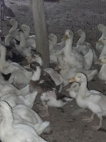 ordək balası və cucə: Satışda ördək sürüsü - Növ: ağ və qarışıq rəngli ev ördəkləri — 3
