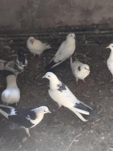 cex quşlar: Salam Göyərçinlər Kom satılır,tək tək fərqli olacaq qiyməti. Yarisi — 2