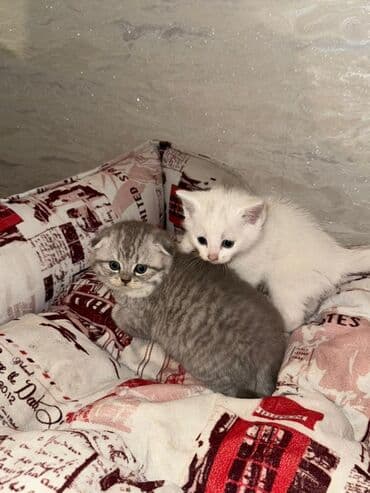 pişik tualet: Şotland yastı qulaq, Dişi — 1