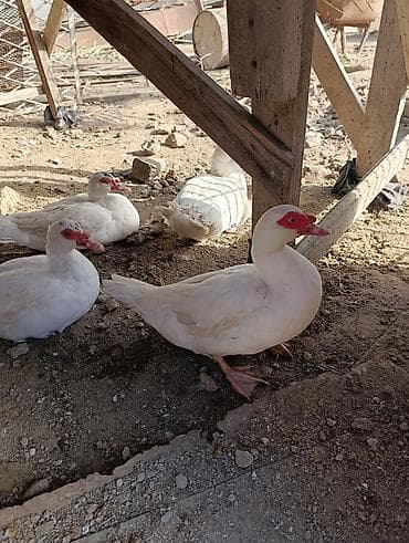 su pişiyi: Muscovy ördəkləri – ağ rəngli, qırmızı maskalı - Növ: Muscovy (hind — 4