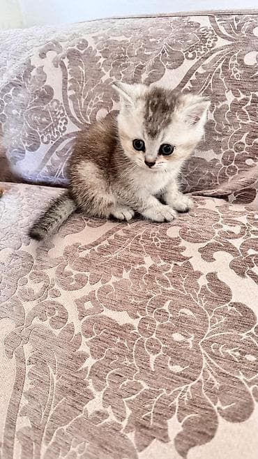 британская шиншилла: Шиншилла — 6