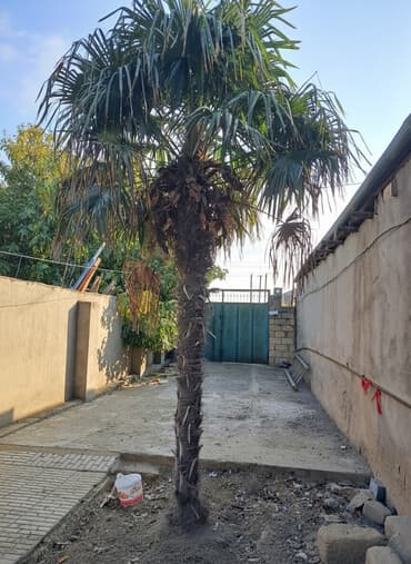 ətirşah bitkisi: Bağ üçün canlı palma ağacı - Növ: Fan palmaya bənzər, tək gövdəli — 1