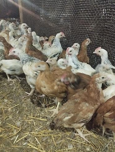 Quş əti: Toyuq cücələri, Ətlik — 2