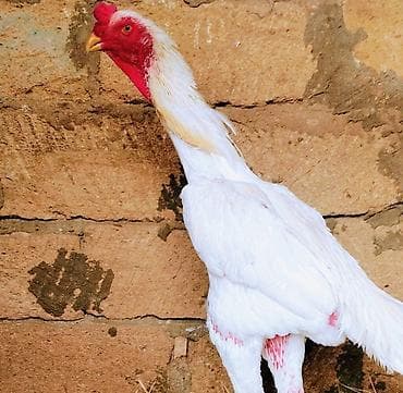 xoruz adlari: 🇩🇪 Alman xətti Oh Şhamo.Bu heyvanların yumurtaları satılır — 1