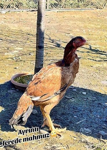 K/t heyvanları və malları: Ayrıntı “ferede mahmuz” olan döyüş tipli fere 3 ilin anacıdır - — 2