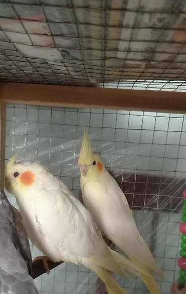 feniks quşu: Korella tutuqusu boz ve sari erkey ele oyresib. Boz olan opmek sesi — 3