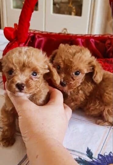 Pudel, 3 ay, Erkek, Peyvəndli, Ünvandan götürmə lalafo.az -da Pudel, 3 ay, Erkek, Peyvəndli, Ünvandan götürmə