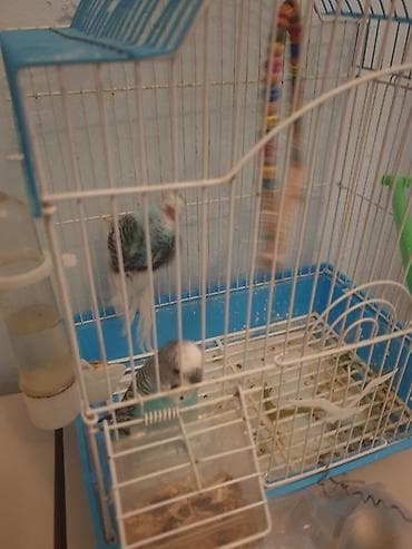 quş adları: Məhsul: Dalğıç quş qəfəsi və aksesuarları ilə birlikdə dalğıçlar — 2