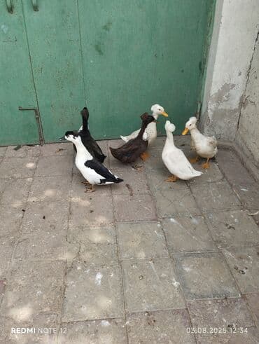 ördək qaz: Erkək, Damazlıq, Ünvandan götürmə — 2