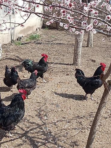 toyuq ferma: Xoruz, il: 1, Ünvandan götürmə — 2