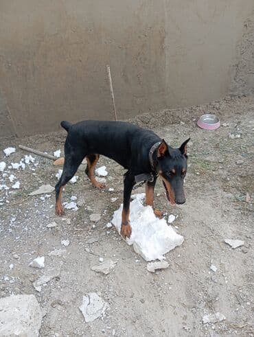 доберман купить: Doberman, 1 il, Dişi, Peyvəndli, Ünvandan götürmə — 3