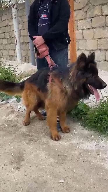 dobelman it: Alman çoban iti, 10 ay, Erkek, Peyvəndli, Ünvandan götürmə — 3