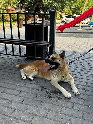 Akita itin cinsi çox aktiv itdi bir yerdə dayanmır çox super itdi — 5