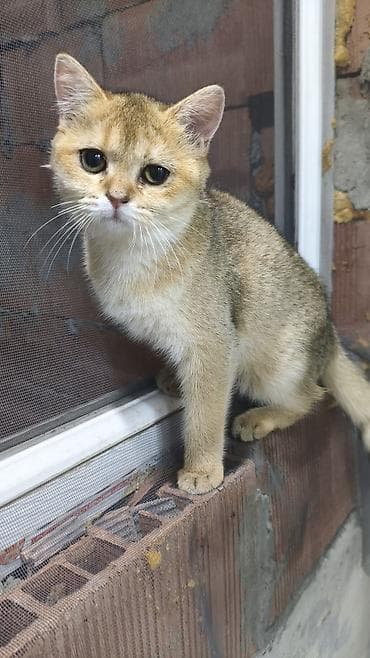 Şinşilla, Erkək, Yaxşı əllərə, Ödənişli çatdırılma