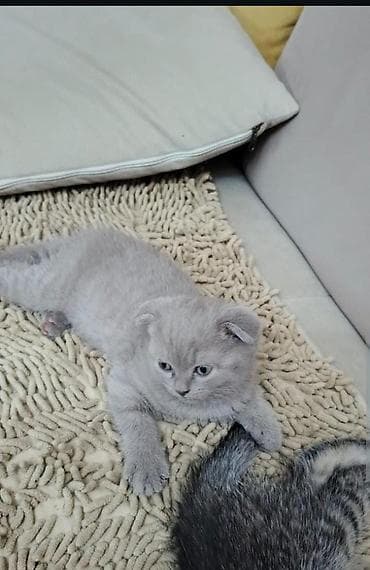 boyumeyen pisik: Şotland yastı qulaq, Erkək, Dişi, Yaxşı əllərə, Ödənişli çatdırılma, Ünvandan götürmə, Rayonlara çatdırılma — 1