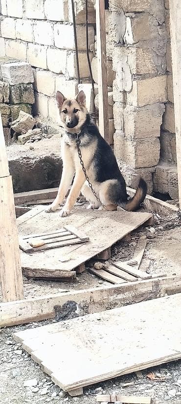 8 ay, Dişi, Ünvandan götürmə