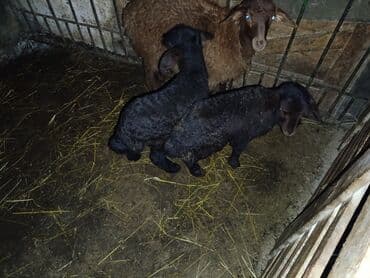 Куры: Qoyun və quzular.2 qoyundu heresinin bir balasi var — 2