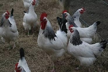 Serebrist Toyuq və Xoruzlar - Rəng: qara-ağ zolaqlı lələklər - Cins