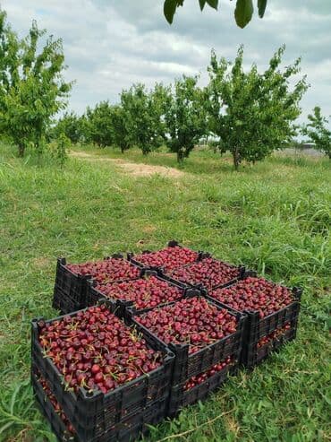 Məhsul: Təzə yığılmış albalı Təsvir: - Meyvə bağından birbaşa
