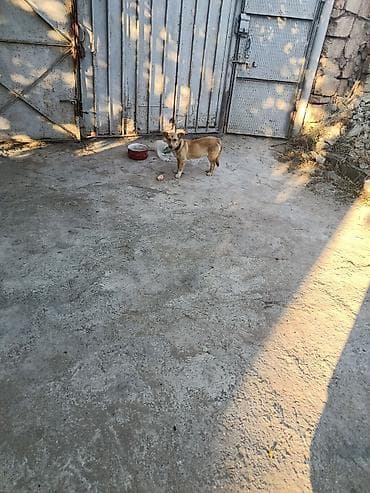 ıtler: 1 ay, Dişi, Peyvəndli, Ünvandan götürmə, Ödənişli çatdırılma — 7