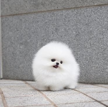 heyvan hekimi: Şpitz, 2 ay, Sənədli — 1