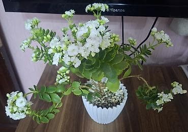 dekabrist gulu qulluq: Kalanxoe (Kalanchoe blossfeldiana) – ağ rəngli, çoxgül dəstəli — 1