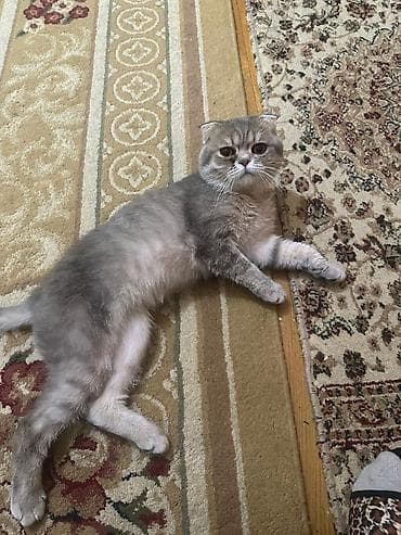 ev heyvanlari satisi: Şotland, Erkək, Yaxşı əllərə — 3