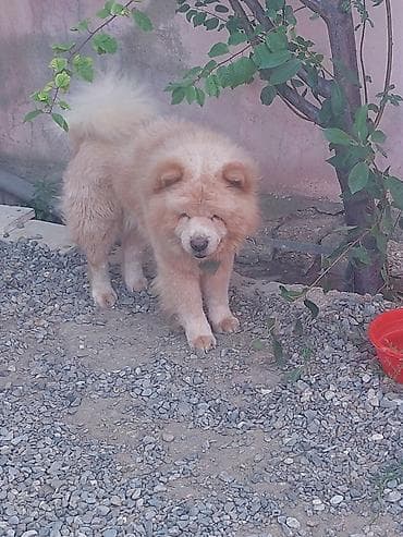 dog argentina: Çau-Çau, 1 il, Erkek, Peyvəndli — 3