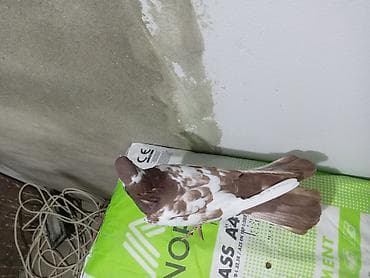 muhabbet quşu: Salam saglam quşdu ərkəydi təmiz cinsdi — 2