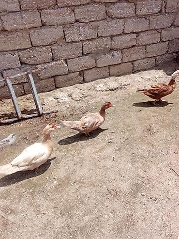ruan ordeyi: Hazır ana ordey yumurtlayir finiq reng biri biri kirasnadar birde — 1