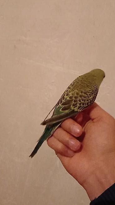 Tutuquşları: Salam. Əl quşudur. isteyen Vpdan yazsin vidiosunu atim. Ünvan — 4