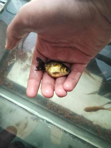 akvarium gence: Qızıl balıq, Sülhsevər — 2