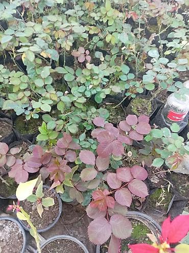 malina kolu: Qızılgül (Rosa) tingi – qara polietilen kisədə, kökləri torpaqla — 3