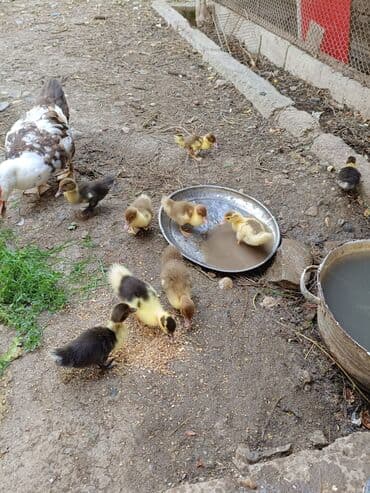 itlerin pulsuz verilmesi: Dişi, | Lal ördək, Ətlik — 3