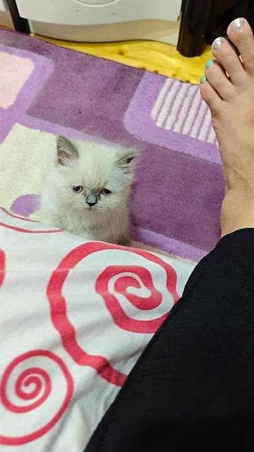 maine coon pişik: Amerikan Shorthair, Dişi, Ödənişli çatdırılma — 6